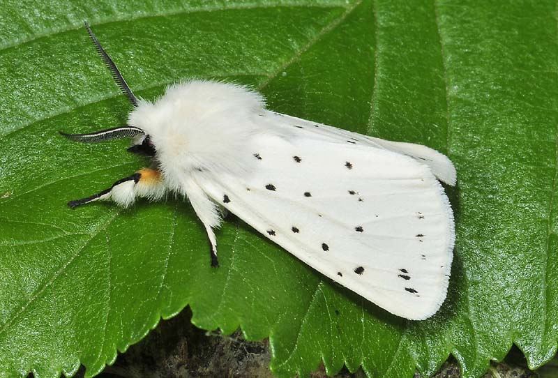 Spilosoma lubricipeda